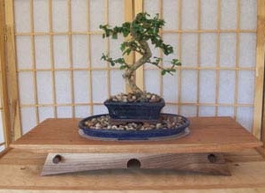 Bonsai Display Tables
